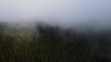 Ormandaki sis bulutları gökyüzünden 4K görüntüsü