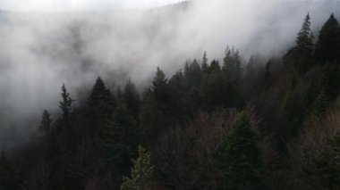 Ormandaki sis bulutları gökyüzünden 4K görüntüsü