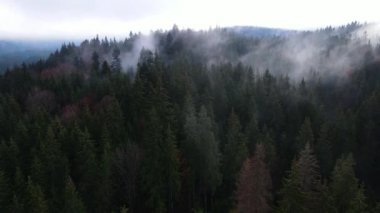 Ormandaki sis bulutları gökyüzünden 4K görüntüsü