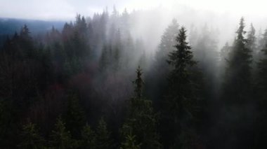 Ormandaki sis bulutları gökyüzünden 4K görüntüsü