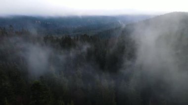 Ormandaki sis bulutları gökyüzünden 4K görüntüsü