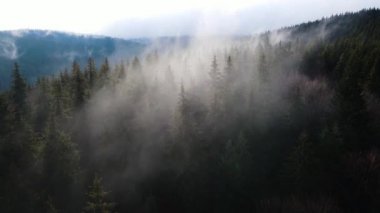 Ormandaki sis bulutları gökyüzünden 4K görüntüsü