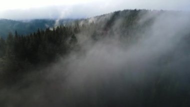 Ormandaki sis bulutları gökyüzünden 4K görüntüsü