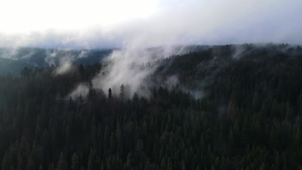 Niebla Bosque Nubes Abeto Aero Video Desde Una Altura — Vídeo de stock