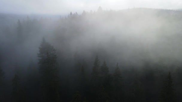 Mist Het Bos Sparren Wolken Aero Video Van Een Hoogte — Stockvideo