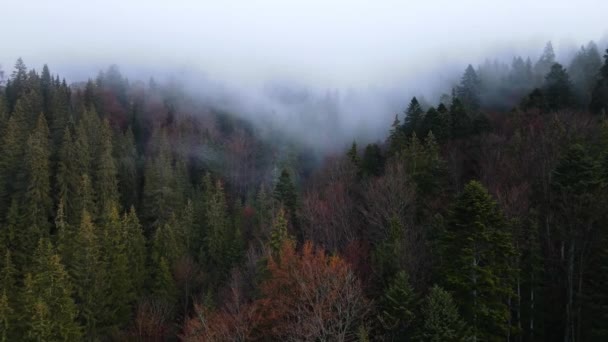 Nebbia Nella Foresta Abete Rosso Nuvole Aero Video Altezza — Video Stock