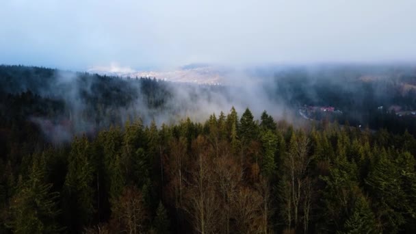 森林云雾中的云雾从高处飘扬4K视频 — 图库视频影像