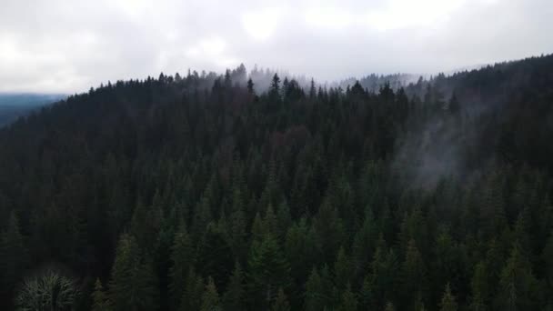 Nebbia Nella Foresta Abete Rosso Nuvole Aero Video Altezza — Video Stock