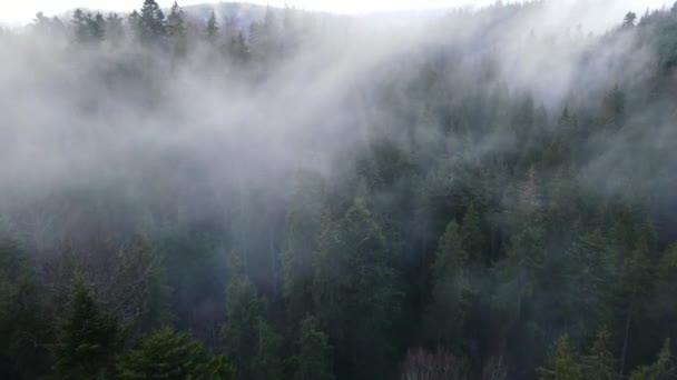 Nevoeiro Floresta Nuvens Abeto Aero Vídeo Uma Altura — Vídeo de Stock