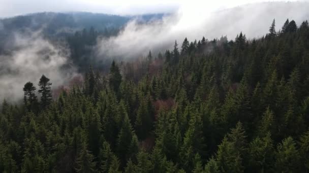 Nebbia Nella Foresta Abete Rosso Nuvole Aero Video Altezza — Video Stock