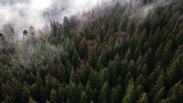 Nebbia Nella Foresta Abete Rosso Nuvole Aero Video Altezza — Video Stock