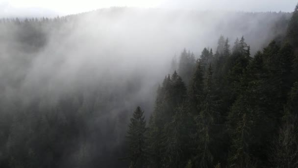 森林云雾中的云雾从高处飘扬4K视频 — 图库视频影像