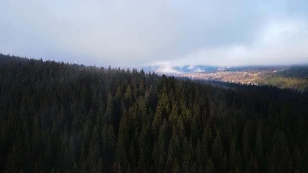 Nebbia Nella Foresta Abete Rosso Nuvole Aero Video Altezza — Video Stock