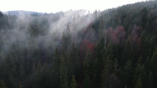 Nebbia Nella Foresta Abete Rosso Nuvole Aero Video Altezza — Video Stock