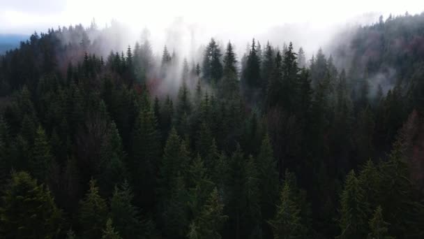 Brouillard Dans Forêt Épinette Nuages Aéro Vidéo Une Hauteur — Video