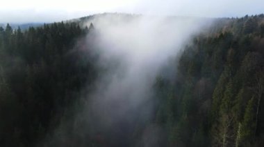 Ormandaki sis bulutları gökyüzünden 4K görüntüsü