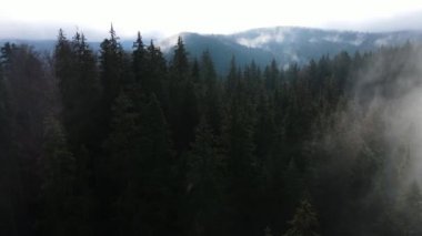 Ormandaki sis bulutları gökyüzünden 4K görüntüsü