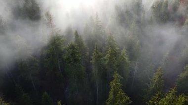 Ormandaki sis bulutları gökyüzünden 4K görüntüsü