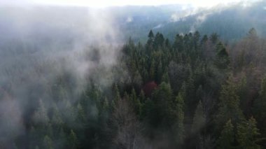 Ormandaki sis bulutları gökyüzünden 4K görüntüsü