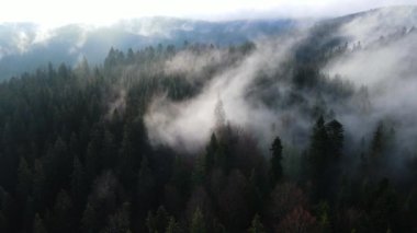 Ormandaki sis bulutları gökyüzünden 4K görüntüsü