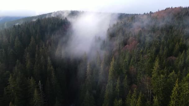 Niebla Bosque Nubes Abeto Aero Video Desde Una Altura — Vídeo de stock