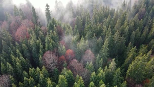 Köd Erdőben Lucfenyő Felhők Aero Videó Magasból — Stock videók