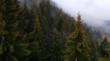 Gün doğumunda İsveç 'teki orman manzarası. Spruce kozalaklı ağaç tepelerinde uçan İHA çekimi, 4K çözünürlüklü doğa görüntüleri.