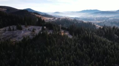 Gün doğumunda İsveç 'teki orman manzarası. Spruce kozalaklı ağaç tepelerinde uçan İHA çekimi, 4K çözünürlüklü doğa görüntüleri.