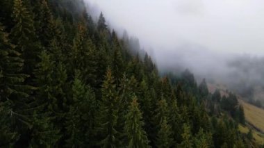 Dağlarda yağışlı hava. Çam ağacı ormanında sisli bir sis esiyor. Sisli bir günde dağ tepelerindeki ladin ormanlarının hava görüntüleri. Güzel sonbahar ormanında sabah sisi.