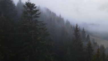 Dağlarda yağışlı hava. Çam ağacı ormanında sisli bir sis esiyor. Sisli bir günde dağ tepelerindeki ladin ormanlarının hava görüntüleri. Güzel sonbahar ormanında sabah sisi.