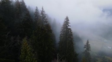 Dağlarda yağışlı hava. Çam ağacı ormanında sisli bir sis esiyor. Sisli bir günde dağ tepelerindeki ladin ormanlarının hava görüntüleri. Güzel sonbahar ormanında sabah sisi.