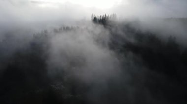 Dağlarda yağışlı hava. Çam ağacı ormanında sisli bir sis esiyor. Sisli bir günde dağ tepelerindeki ladin ormanlarının hava görüntüleri. Güzel sonbahar ormanında sabah sisi.
