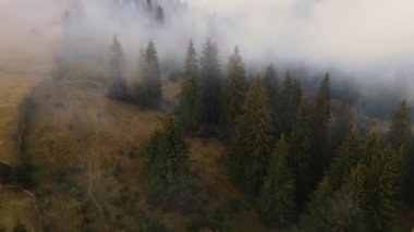 Dağlarda yağışlı hava. Çam ağacı ormanında sisli bir sis esiyor. Sisli bir günde dağ tepelerindeki ladin ormanlarının hava görüntüleri. Güzel sonbahar ormanında sabah sisi.