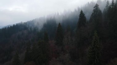 Dağlarda yağışlı hava. Çam ağacı ormanında sisli bir sis esiyor. Sisli bir günde dağ tepelerindeki ladin ormanlarının hava görüntüleri. Güzel sonbahar ormanında sabah sisi.