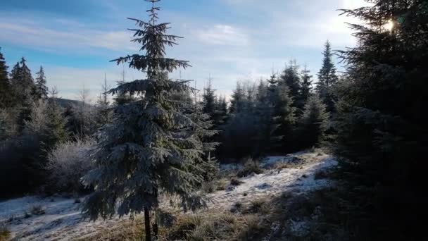 Vinter Skog Natur Snö Täckt Vinter Träd Alpina Landskap Tidig — Stockvideo