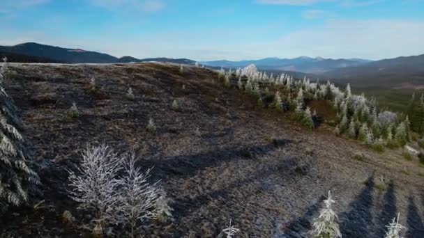 Zimowy Las Natura Śnieg Pokryte Zimą Drzewa Krajobraz Alpejski Wczesny — Wideo stockowe