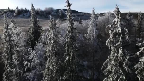 Zimowy Las Natura Śnieg Pokryte Zimą Drzewa Krajobraz Alpejski Wczesny — Wideo stockowe