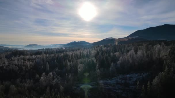 Zimní Les Příroda Snow Pokryté Zimní Stromy Alpská Krajina Časné — Stock video