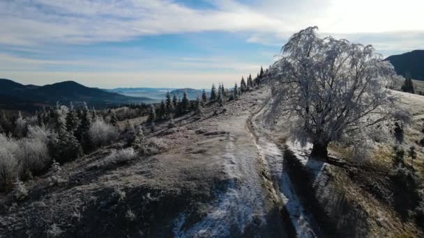 Winterbos Natuur Sneeuw Bedekt Winterbomen Alpenlandschap Vroeg Ochtend Zonsopgang Vakantie — Stockvideo