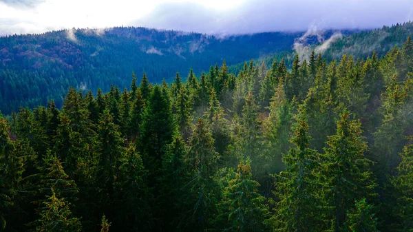 Çam ormanı sisi dağları duman ediyor