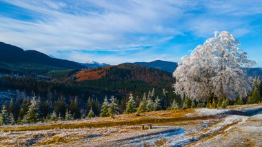 Ağaçlar buz tutmuş güzel manzarayla kaplı.