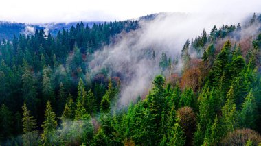 Çam ormanı sisi dağları duman ediyor