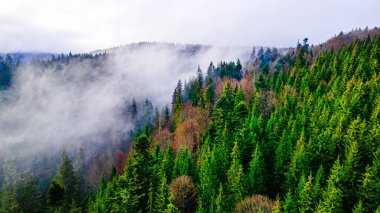 Çam ormanı sisi dağları duman ediyor