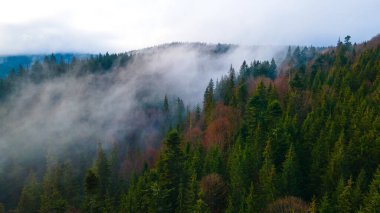 Orman dağları çam iğneleri güzel manzaralar