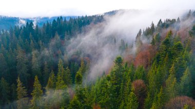 Orman dağları çam iğneleri güzel manzaralar