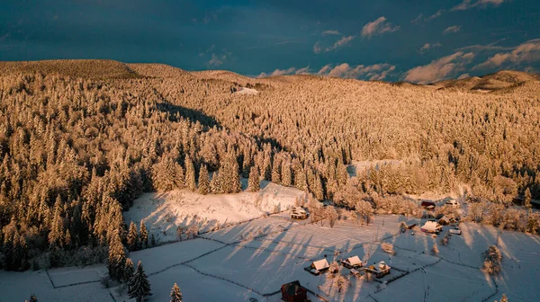 Montagnes Des Carpates Hiver Forêt Conifères Neige Coucher Soleil — Photo