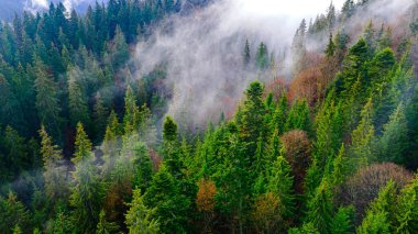 Çam ormanı sisi dağları duman ediyor