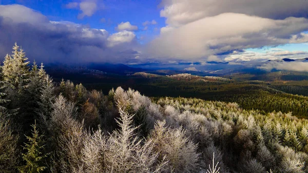 Mountains pine forest beautiful winter landscape from a height