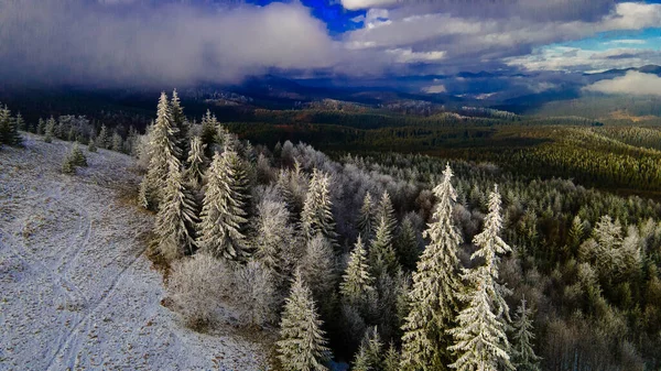 Mountains pine forest beautiful winter landscape from a height