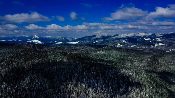 Cárpatos Montanhas Montanha Pinhais Florestas Coníferas Montanha Tops Inverno Neve — Fotografia de Stock